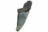 Partial Fossil Megalodon Tooth - Serrated Edge #293956-1